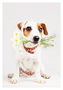 Postkarte - La Card - Dog with flowers