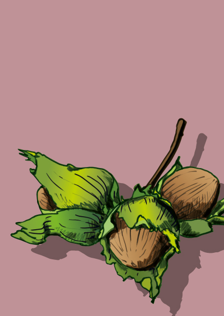 Postcard - illi - Nocio