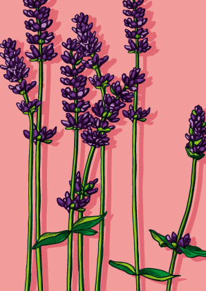 Postkarte - illi - Lavendel
