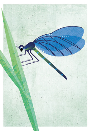 Postcard - Daria Ivanova - Dragonfly