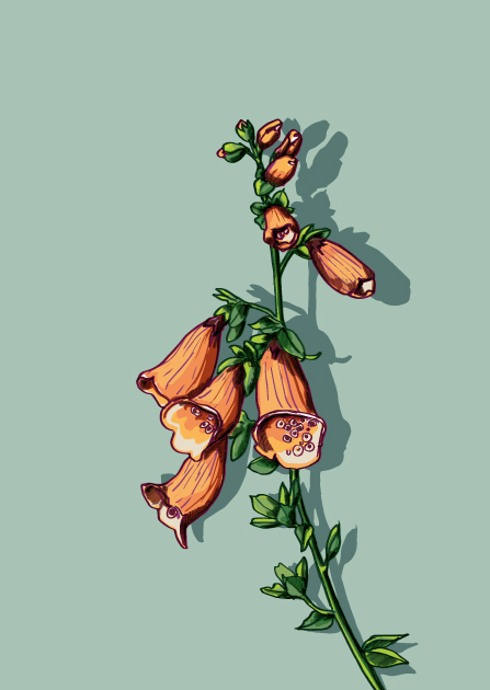 Postcard - illi - GALIDA