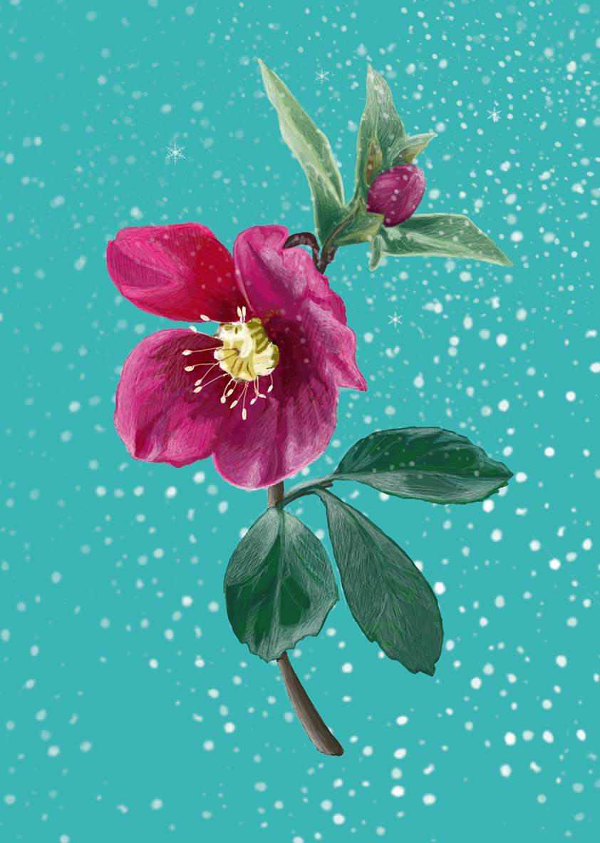 *PK - m-illu Christmas rose blue