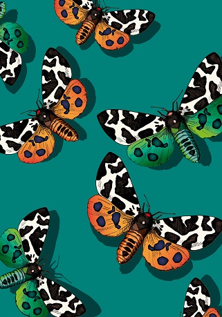 *Heft A5 - illi - Paruparo