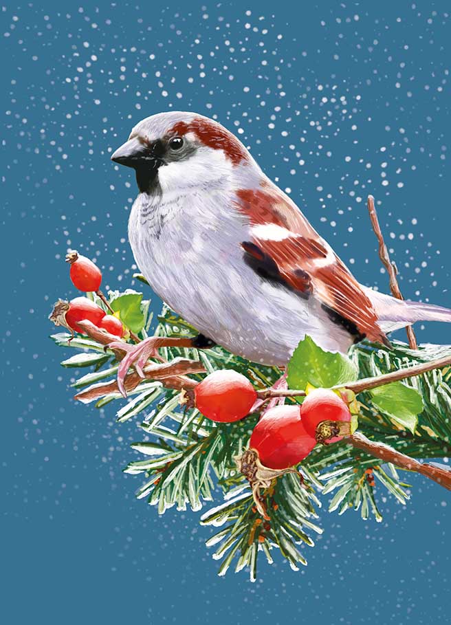 Postkarte - m-illu - Spatz Winter